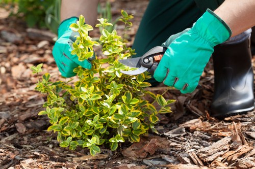 Professional tree surgeon assessing tree health and pruning needs in Coneyhall