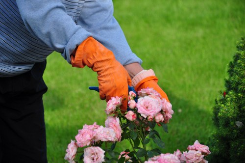 Tree care team managing mature trees in a local landscape